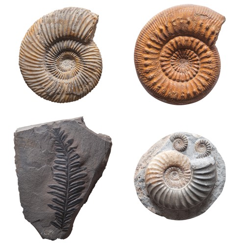 Fossils